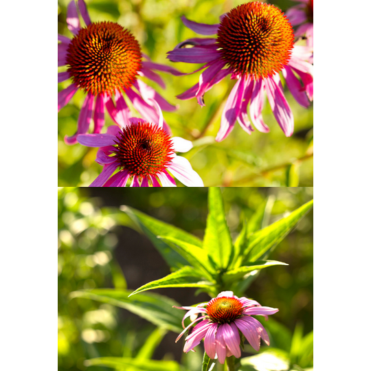 Echinacea 1 fl.oz.