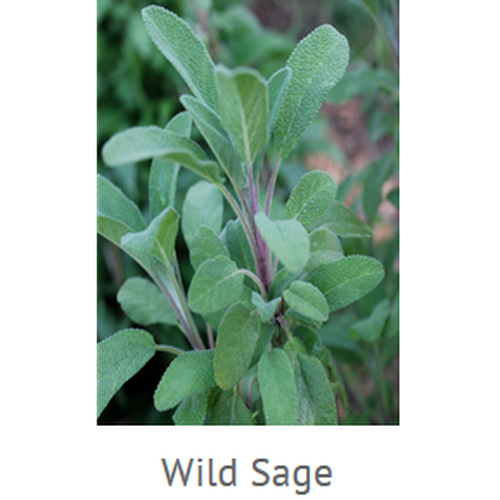 Wild Sage Hydrosol