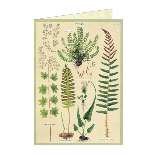 Card Ferns Greeting