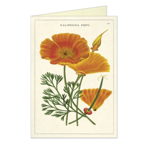 Card California Poppy