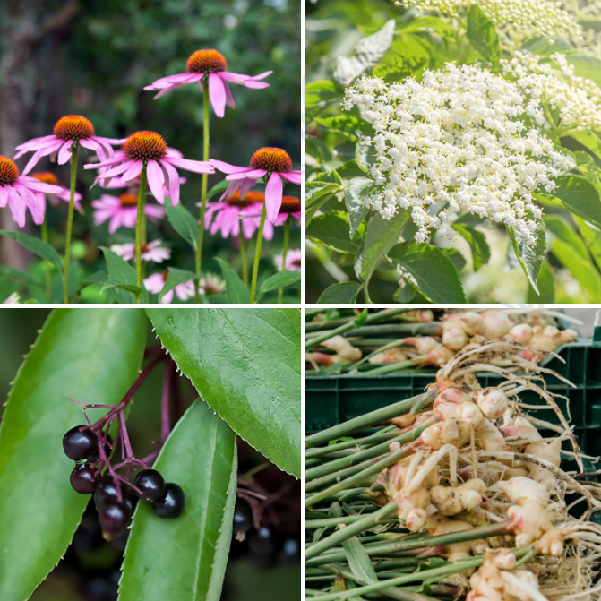 
                  
                    TM Echinacea+ Elderberry
                  
                