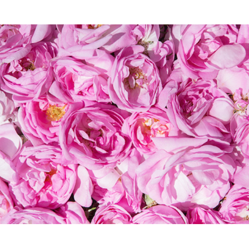 
                  
                    Rose Otto 1ml
                  
                
