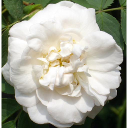 
                  
                    Rose, White 1ml
                  
                