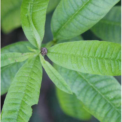 Lemon Verbena 1ml