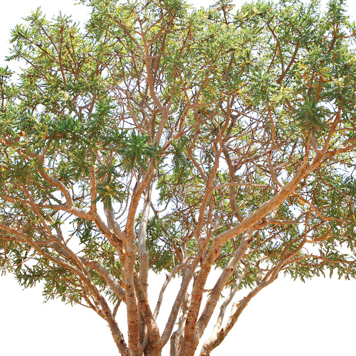 
                  
                    Frankincense Hydrosol
                  
                
