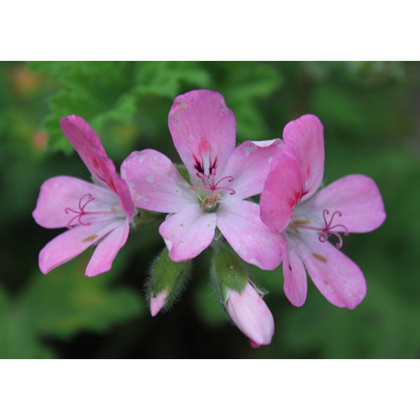 
                  
                    Rose Geranium Hydrosol
                  
                