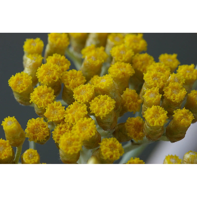 
                  
                    Helichrysum Hydrosol
                  
                