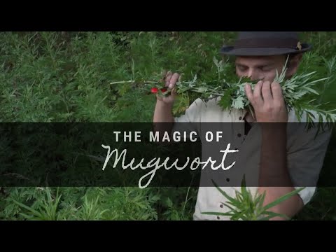 Mugwort Wildcrafted by the oz.