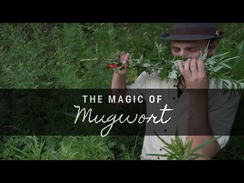 
                  
                    Load and play video in Gallery viewer, Mugwort Organic 2oz
                  
                