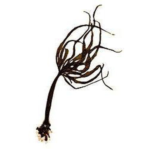 Sea Palm 1oz